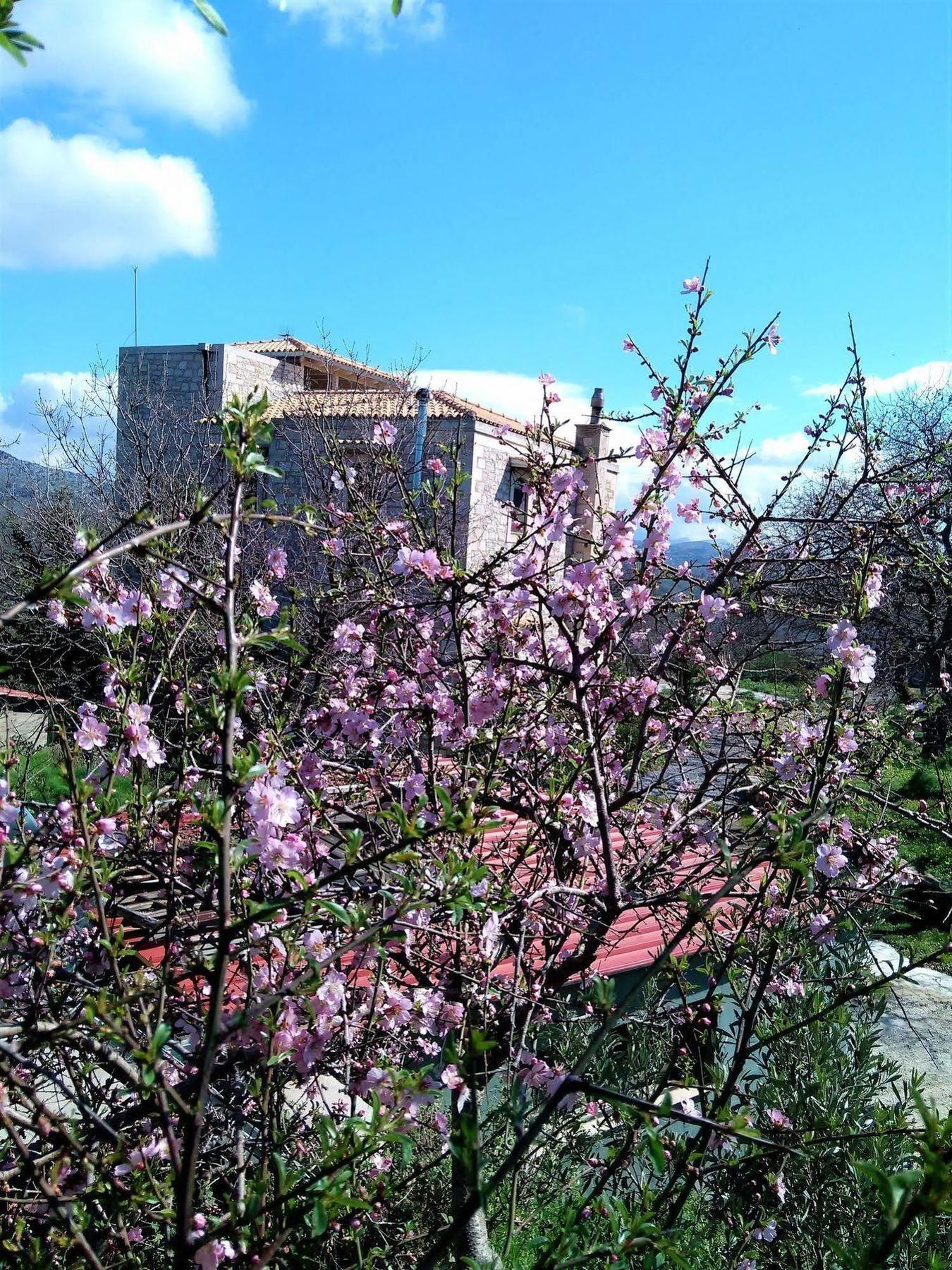 Villa Ermis - The Cretan Castello Kástellos Exteriör bild